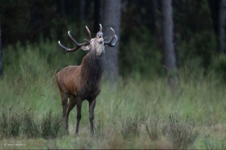 herve-broguy - CERFS