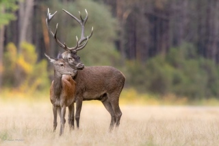 herve-broguy - CERFS