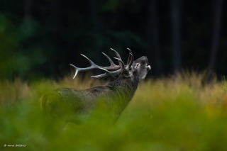 herve-broguy - CERFS