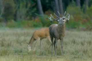 herve-broguy - CERFS