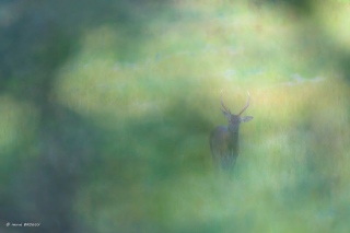 herve-broguy - CERFS