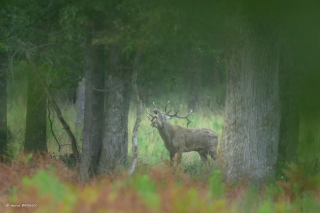 herve-broguy - CERFS