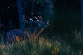 herve-broguy - CERFS