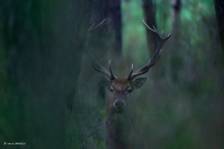 herve-broguy - CERFS