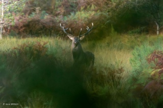 herve-broguy - CERFS