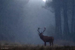 herve-broguy - CERFS
