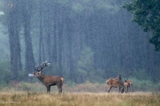 herve-broguy - CERFS