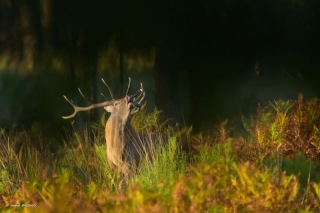 herve-broguy - CERFS