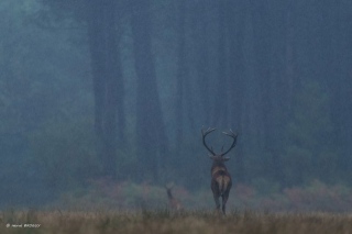 herve-broguy - CERFS