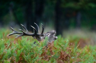 herve-broguy - CERFS