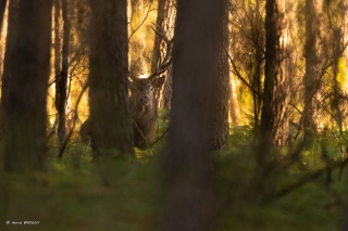 herve-broguy - CERFS