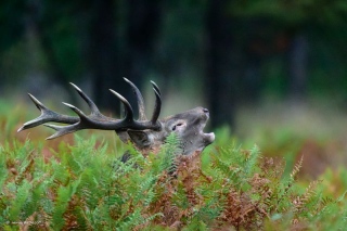 herve-broguy - CERFS